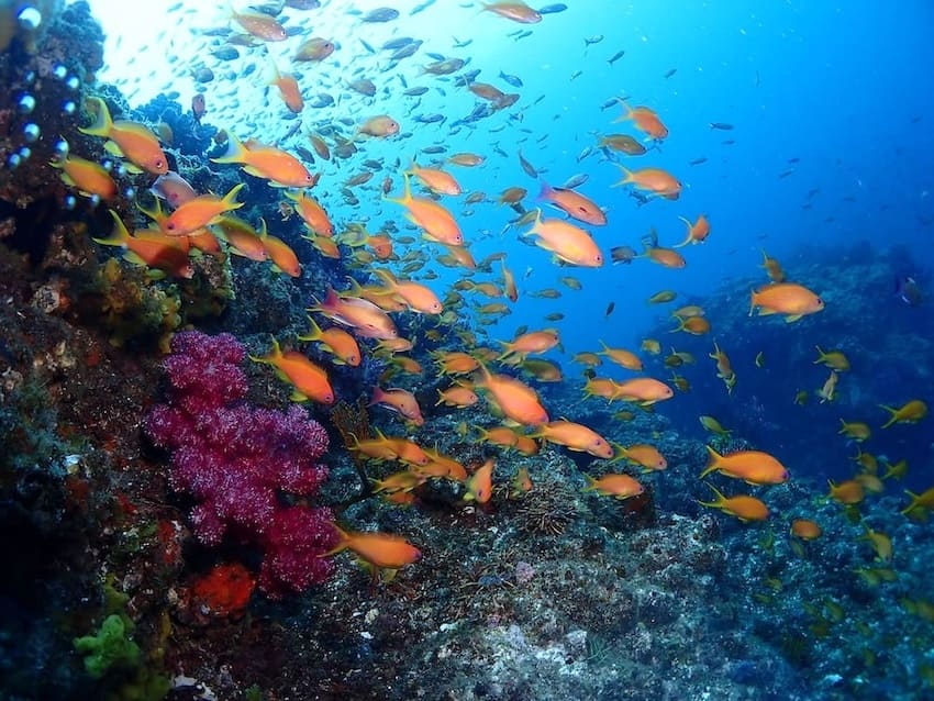 （「【静岡県・堂ヶ島】ダイバー必見！2023年秋、全国各地のガイドたちが薦める海はここだ！ 連載No.7」より）