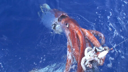 2006年に窪寺博士たちの研究チームが釣り上げ、撮影に成功したダイオウイカ（写真提供：窪寺恒己博士）