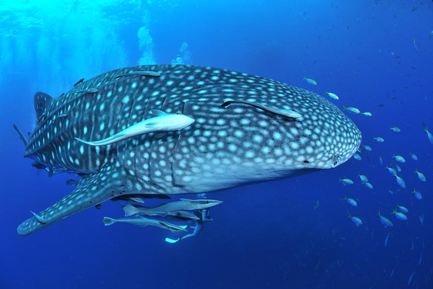 ジンベエザメの不思議と魅力 – 世界最大の魚の生態から人間との共生まで