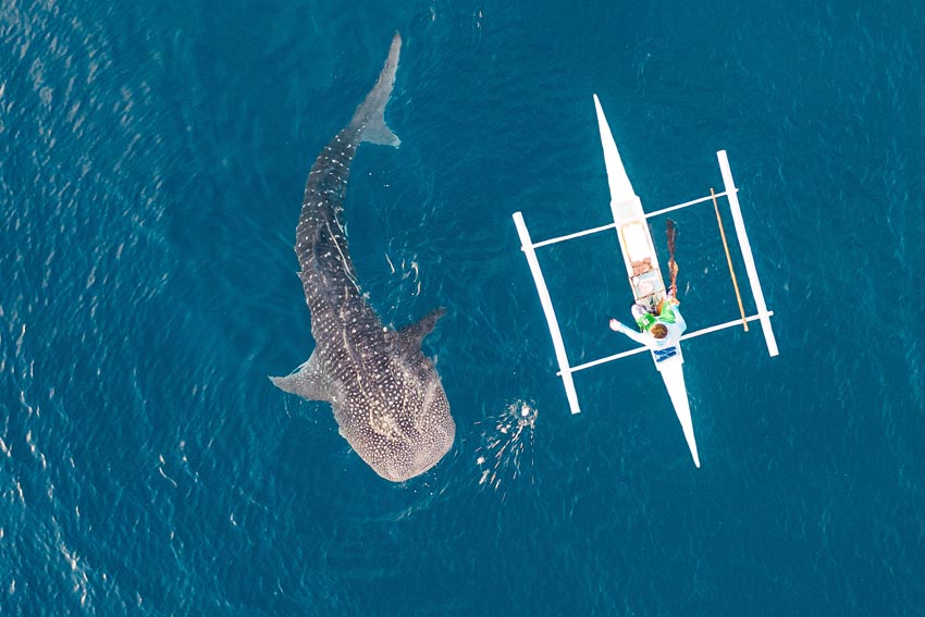 ドローンからの空撮。巨大なジンベエザメに餌を与える漁師たち