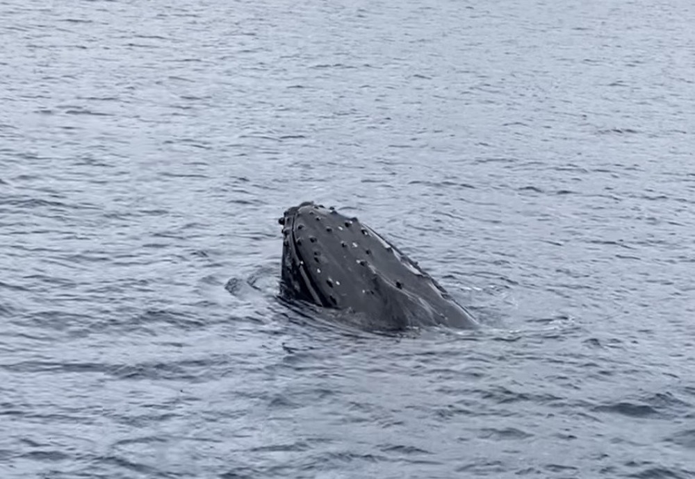 子クジラのブリーチング