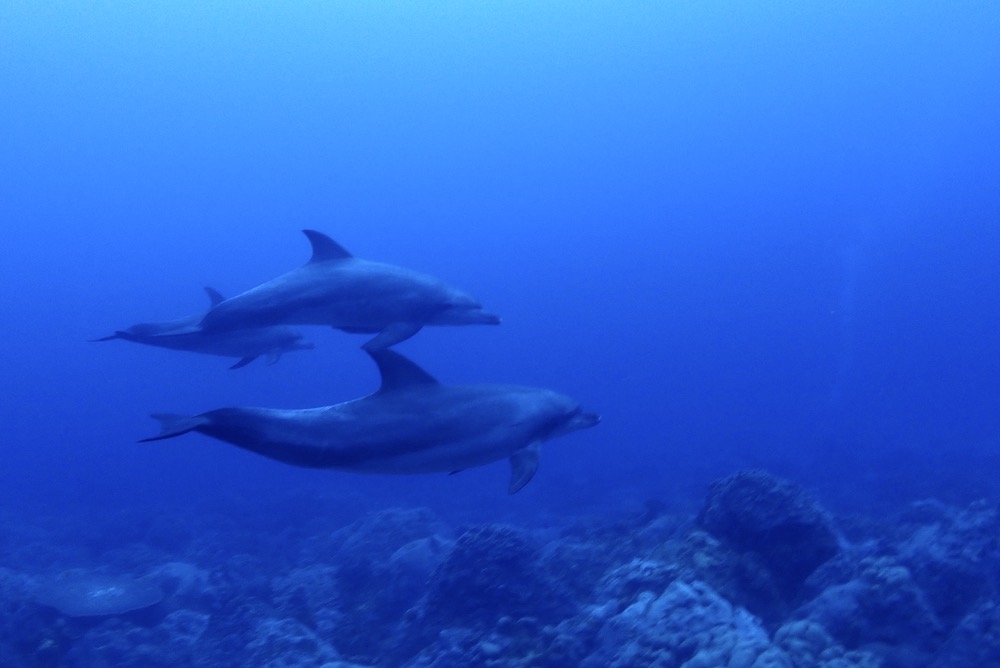 ダイビング中に遭遇した3匹のミナミハンドウイルカ