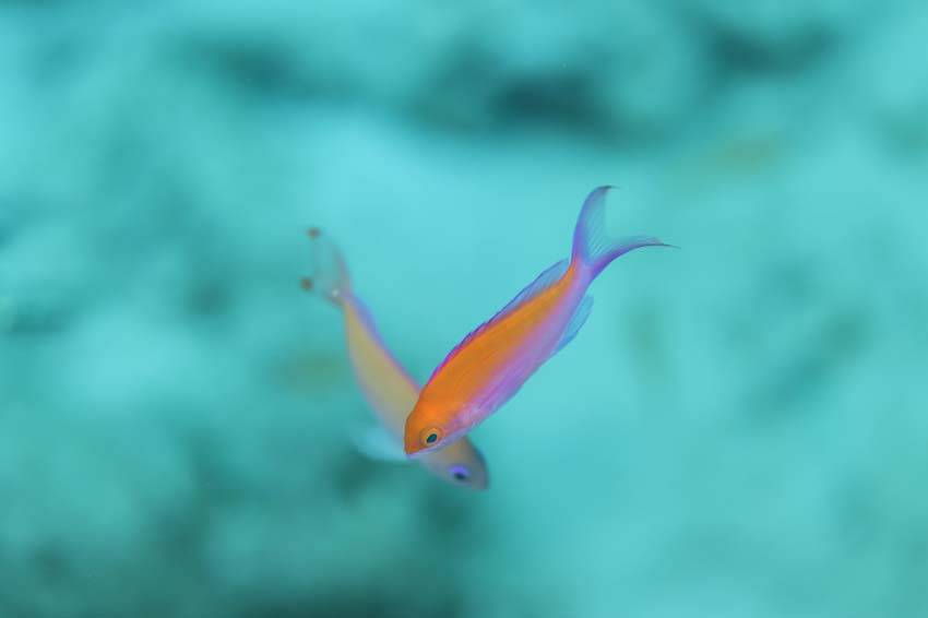 ケラマハナダイの幼魚
