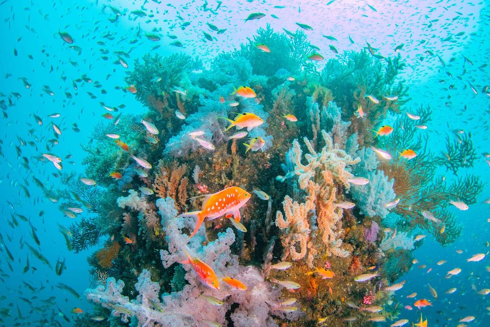 冬の熱海の海。1年で一番おすすめしたいシーズン（写真提供：Clover Diving Service）