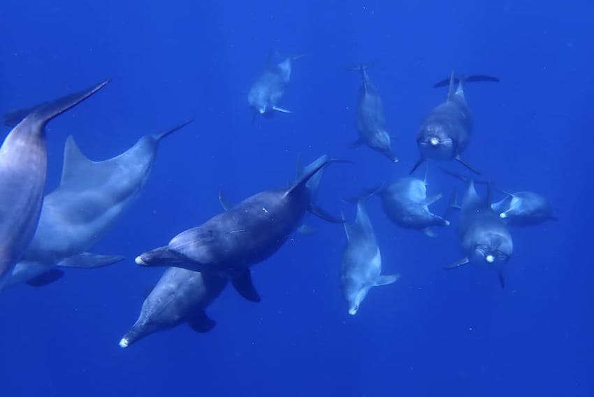 ミナミハンドウイルカの大群