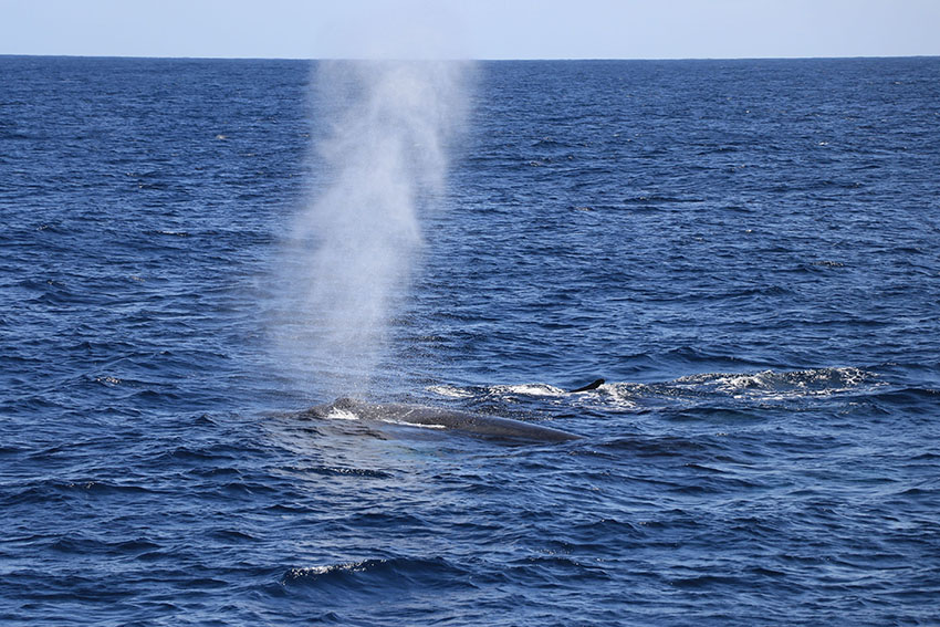 奄美大島のホエールウォッチングで観察されたザトウクジラのブロー