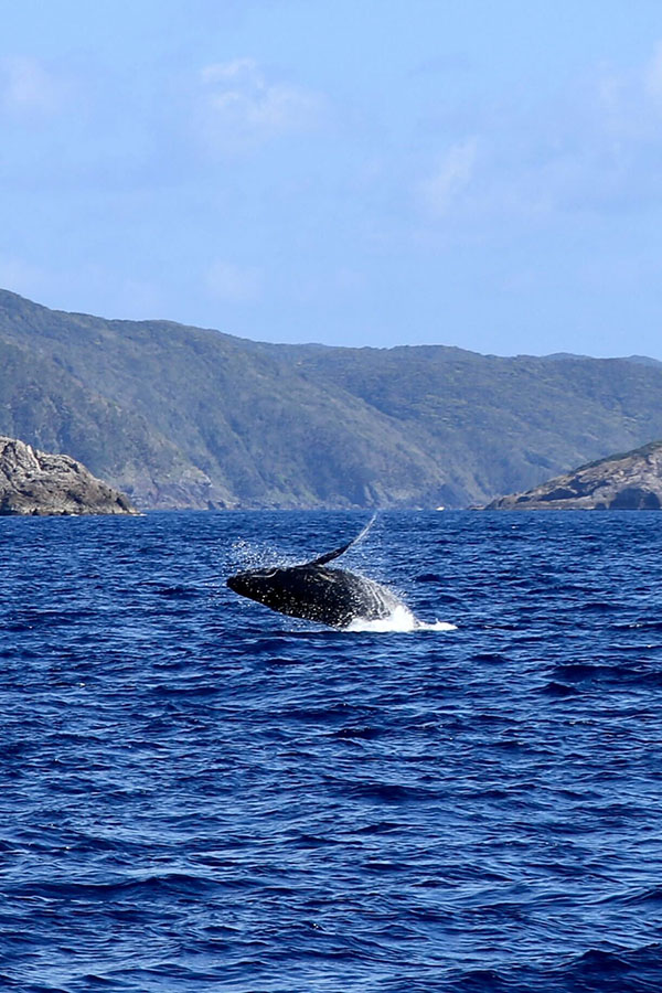 奄美大島のホエールウォッチングで観察されたザトウクジラのブリーチング