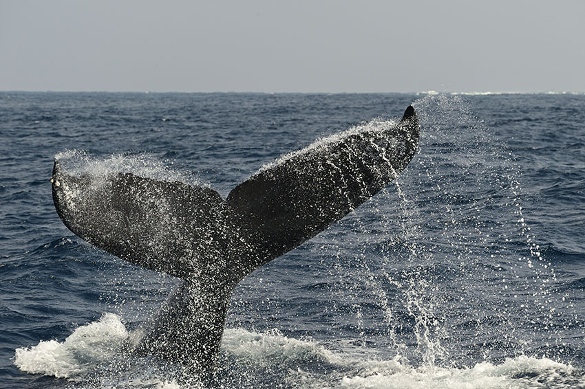 久米島のホエールウォッチングで観察されたザトウクジラのテールスラップ