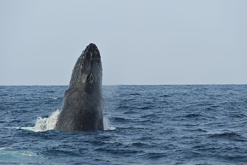 久米島のホエールウォッチングで観察されたザトウクジラのスパイホップ