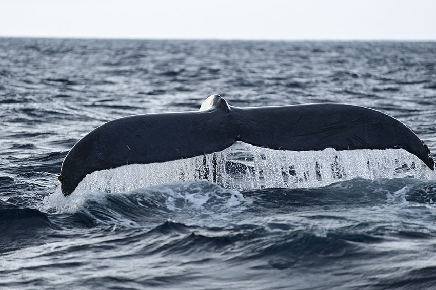 久米島のホエールウォッチングで観察されたザトウクジラのテール（尾ビレ）