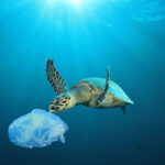 ウミガメが直面するプラスチック問題。原因と解決策とは？