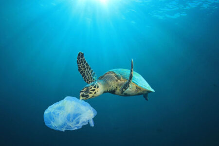 ウミガメが直面するプラスチック問題。原因と解決策とは？