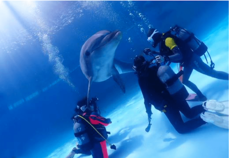 イルカとダイビング体験 実施風景