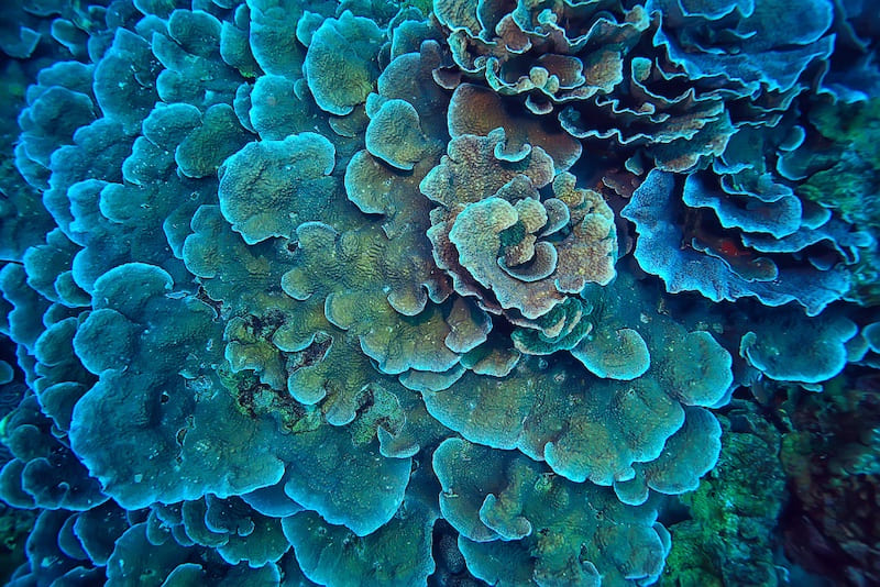 水深10m前後のサンゴ礁や内湾に生息する、サザナミサンゴ科に属するキッカサンゴ