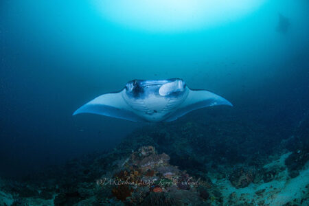 世界遺産「コモド諸島」を巡るネオミクルーズで快適ダイビングを満喫!