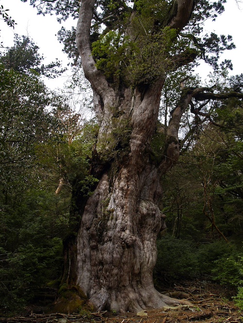 圧倒的な存在感を放つ縄文杉（写真：「屋久島 ~世界遺産の森の栄養と、黒潮の恵みによって育まれる生物多様性の海~」より）