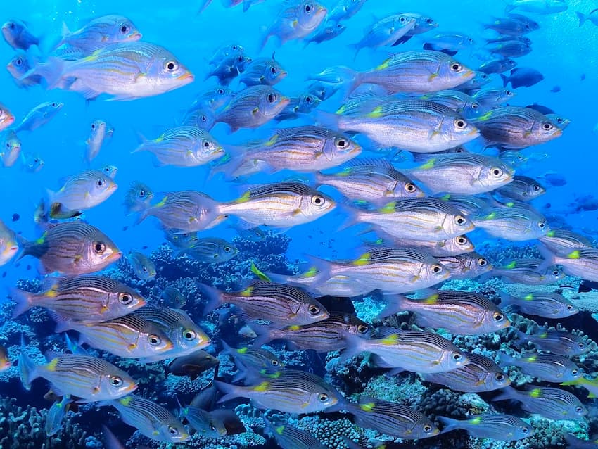 「ウチザン礁」　豊富な種類の魚群が根に群れ、そばではロウニンアジのアタックが。マンタが見られることも