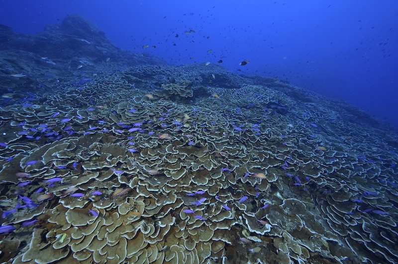 豊かなサンゴ礁が広がっているのも黒潮の恩恵