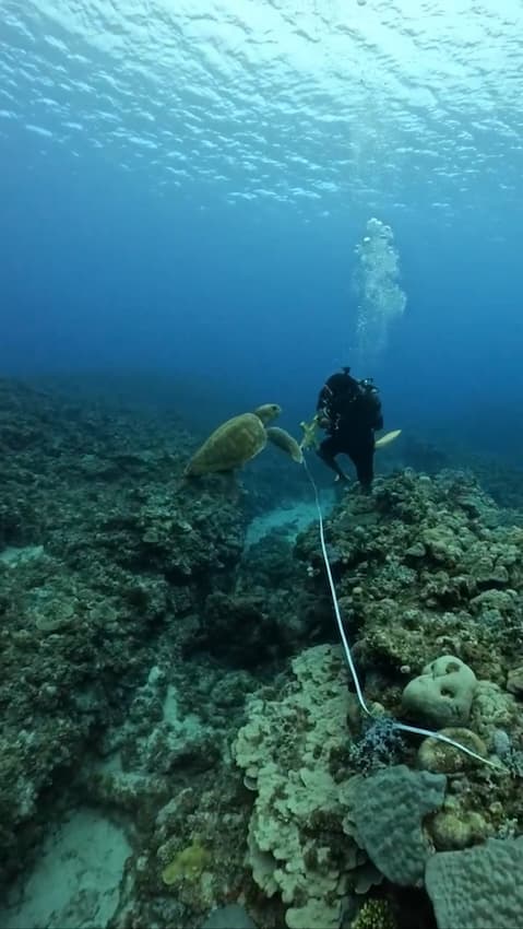 ウミガメもリーフチェックに興味津々でダイバーに近寄ってきた