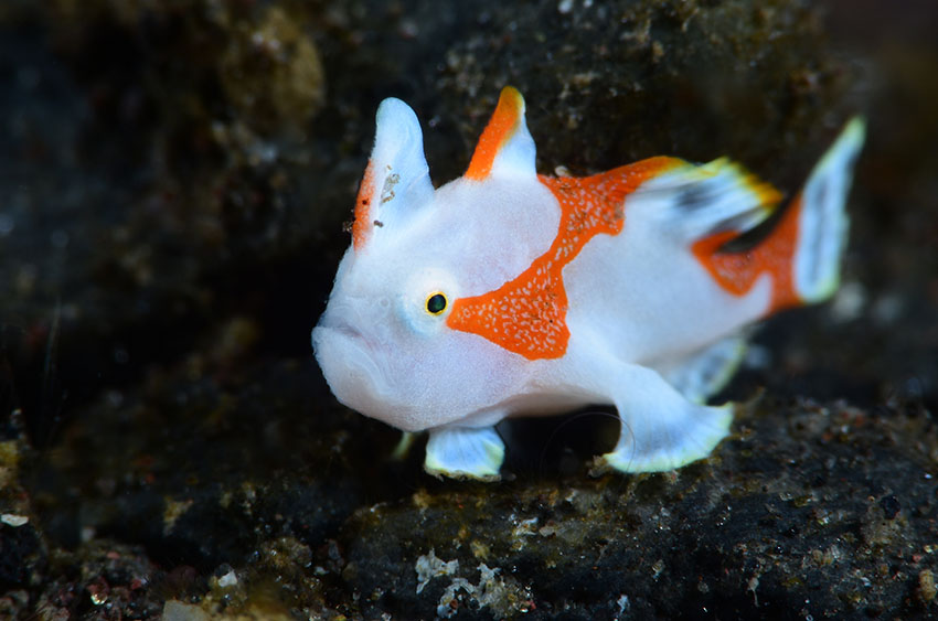 クマドリカエルアンコウ