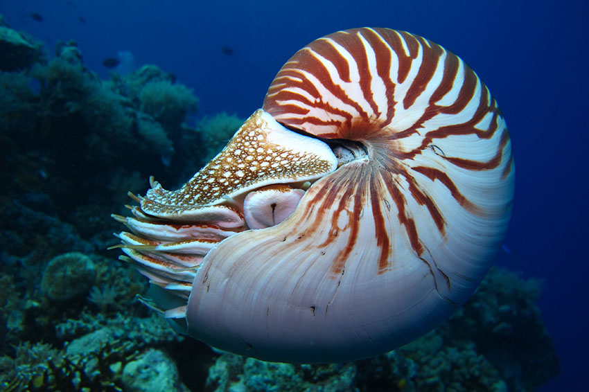 オウムガイは貝殻をもつ頭足類の生き残り