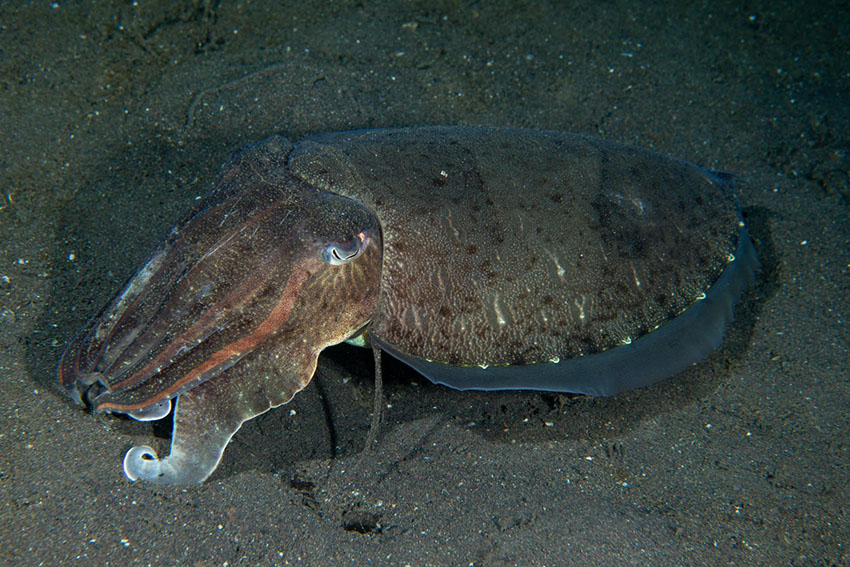 コウイカ目コウイカ科