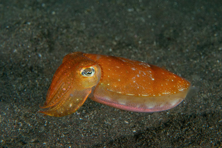 コウイカ目コウイカ科