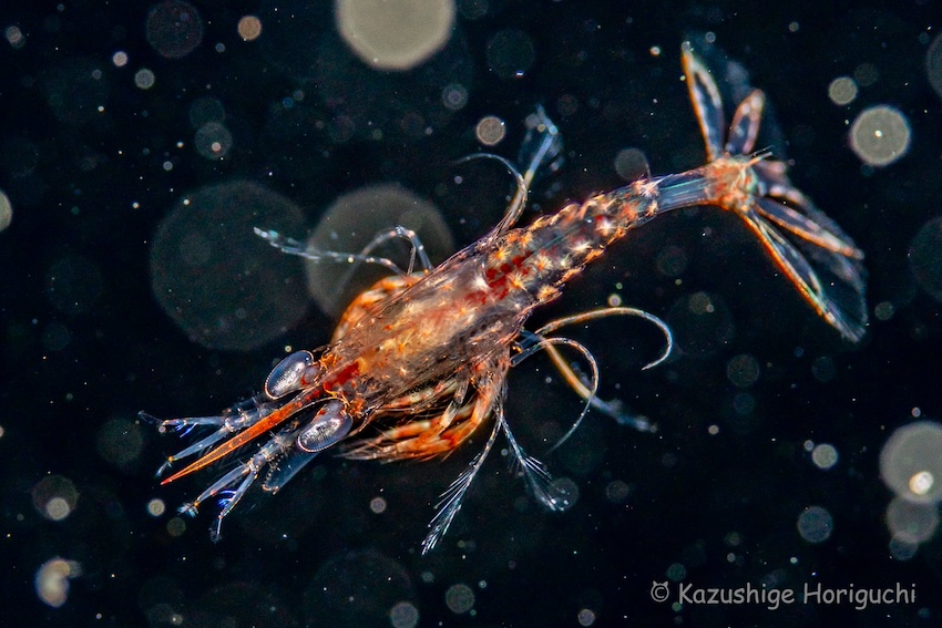 大きな目を持つクルマエビの赤ちゃん。体長２cm（写真／堀口和重）