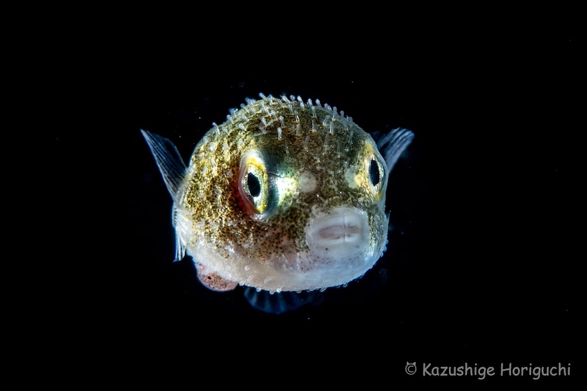 日本の研究者によって最近発見されたイバラフグの幼魚。全長1.5cm（写真／堀口和重）