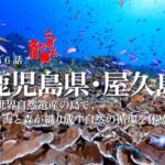 【ニッポンの海と文化　第６話】 鹿児島県・屋久島～世界自然遺産の島で、海と森が織り成す自然の循環を体感～