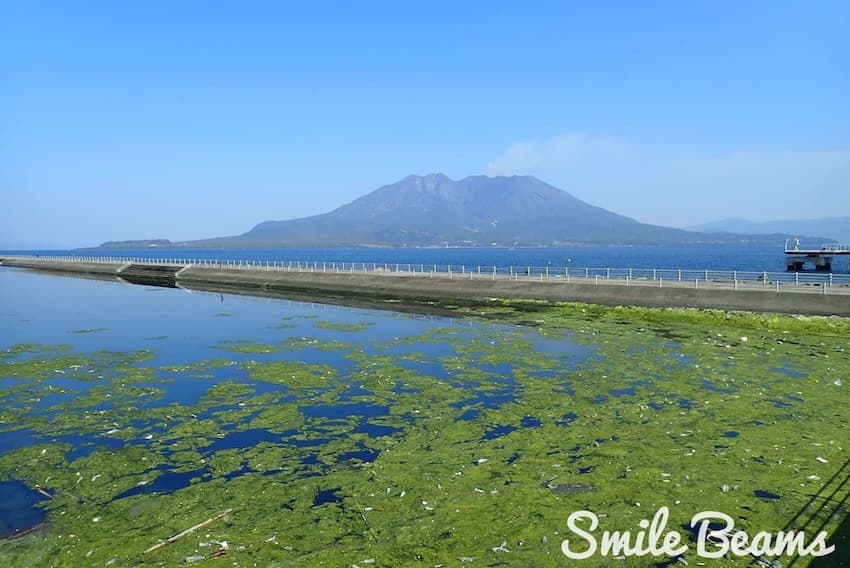 桜島を望む『与次郎ヶ浜長水路』には毎年2月ごろになると海藻が発生し、海中にはさまざまな生き物が息づく（写真提供／ダイビングショップSB）