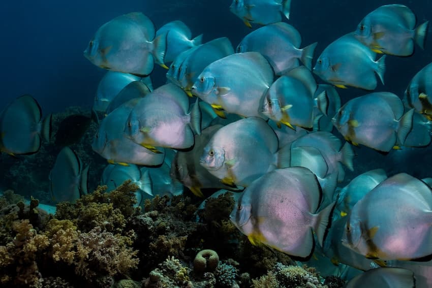 ナンヨウツバメウオの成魚