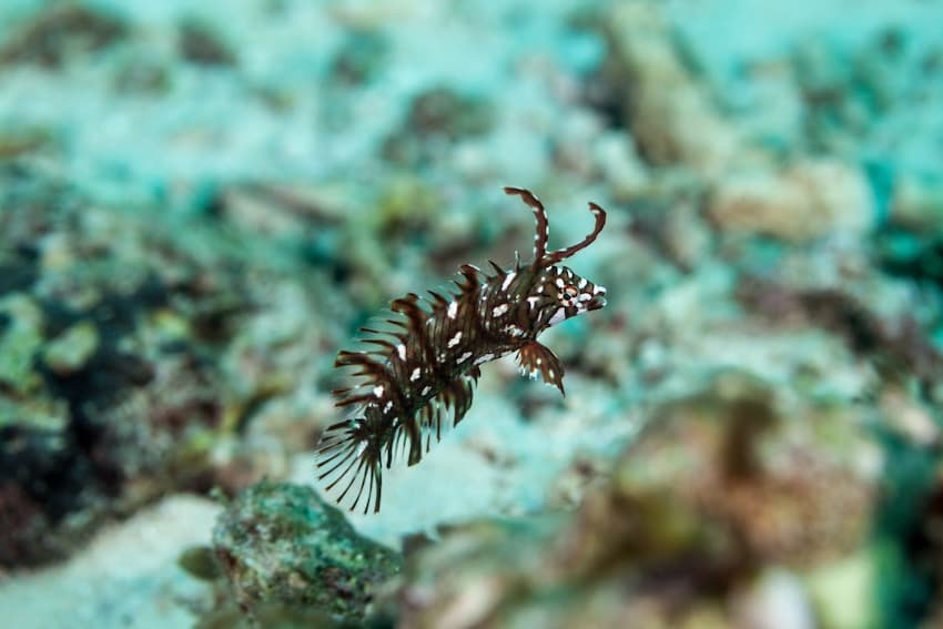 オビテンスモドキの幼魚