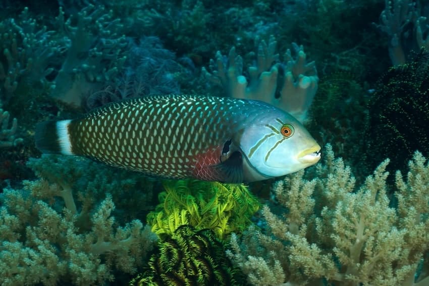 オビテンスモドキの成魚