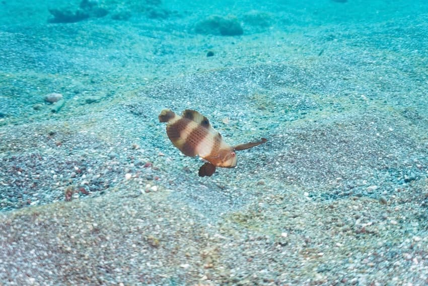 ホシテンス幼魚