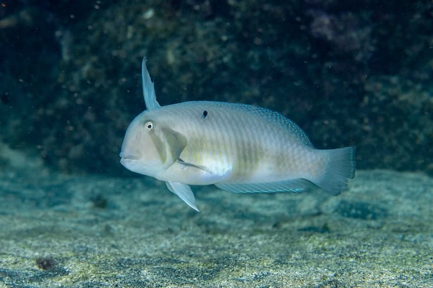 ホシテンス成魚