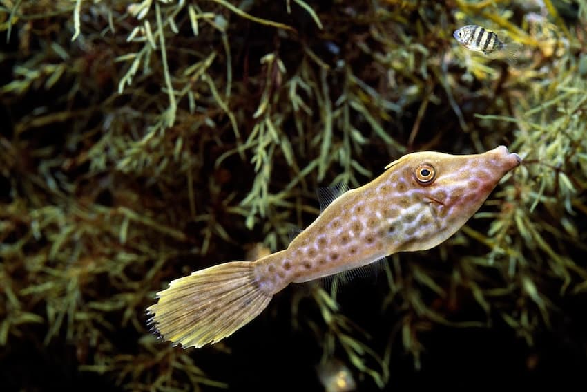 ソウシハギ幼魚