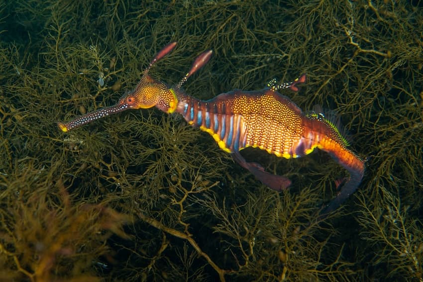 オーストラリア南部やタスマニア島に生息するヨウジウオの仲間で、海藻の周辺をゆっくりと泳ぎます。大きさ20～45cm。2015年にルビーシードラゴンという新種が報告されました