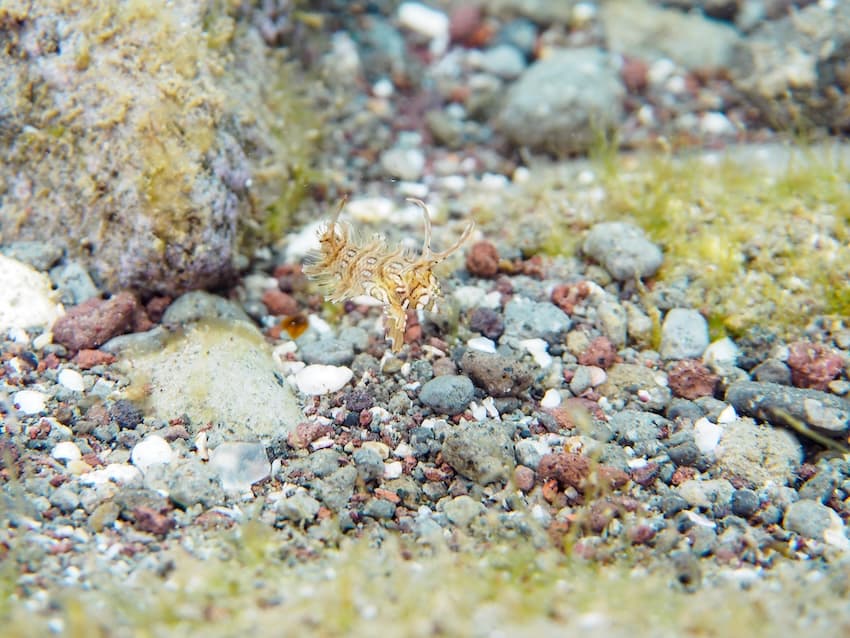 枯れ葉のように海中を漂うオビテンスモドキの幼魚