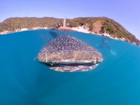 鹿児島・奄美市名瀬の漁港にジンベエザメが出現。翌日には外洋に戻った可能性