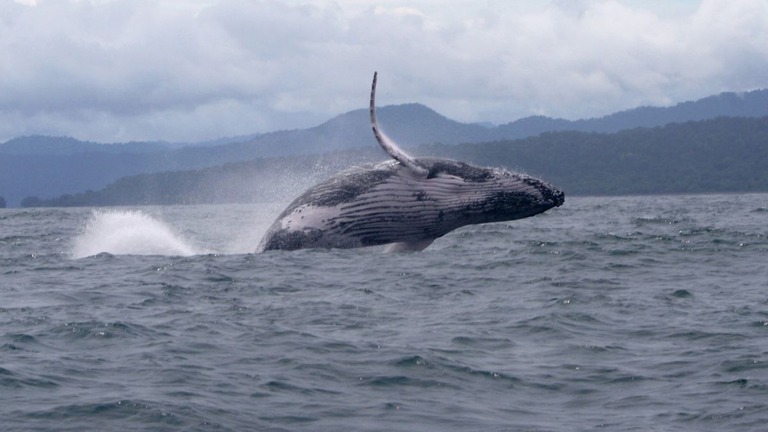 ホエールスイムがもっと楽しくなる!? 13,000kmも移動したザトウクジラが出現