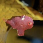 海藻の裏にピッタリ張り付くサクラダンゴウオ（写真／ブルーライン田後）