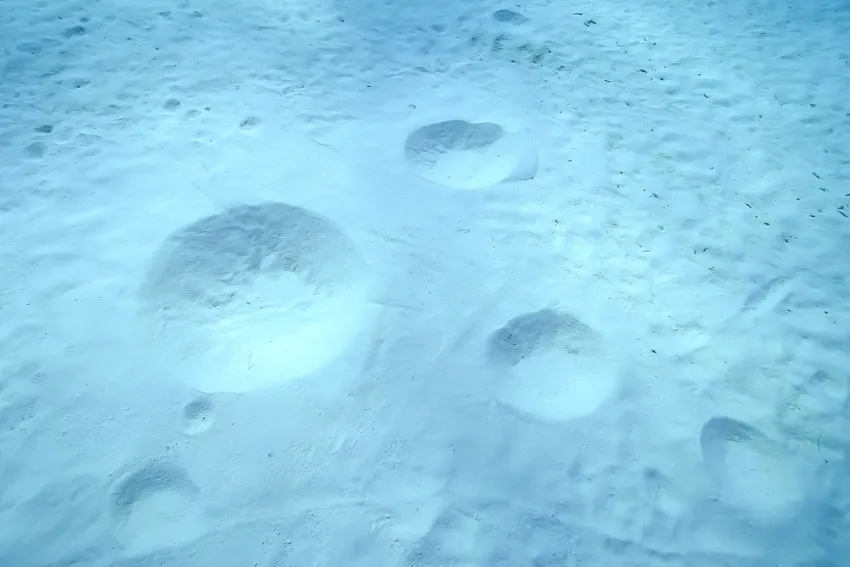 生物の痕跡と思われる丸いくぼみ