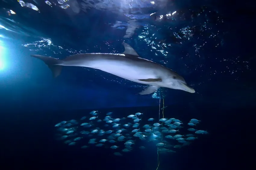 集魚灯に集まる魚群を追い回すイルカ②