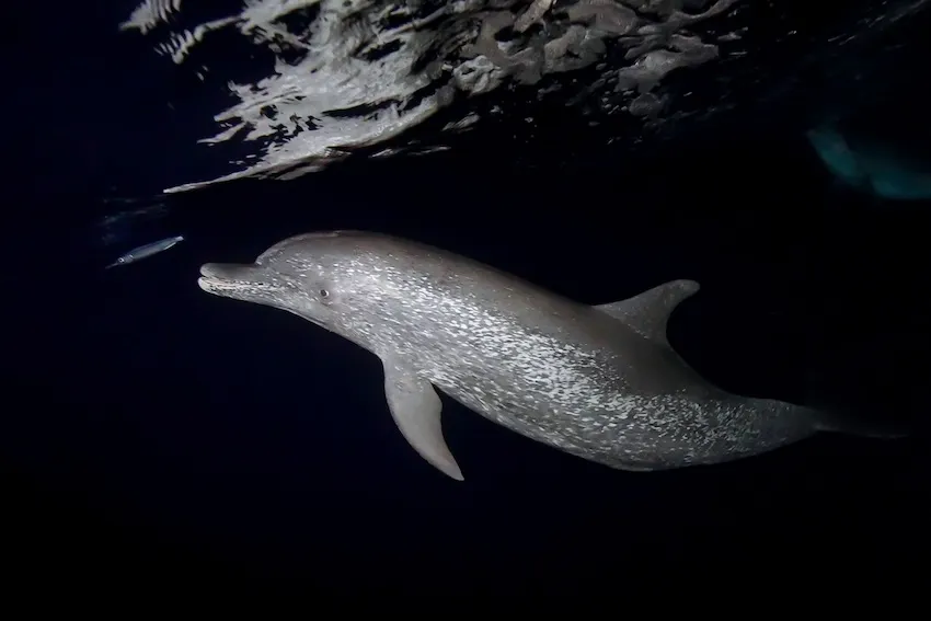 ダツの仲間の魚を狙うイルカ （結果は失敗）