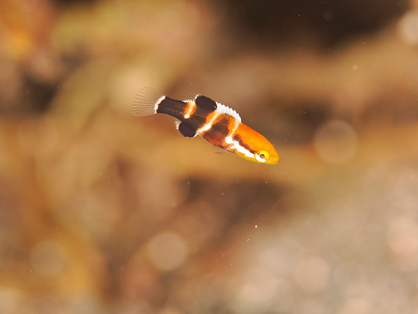 コブダイの幼魚