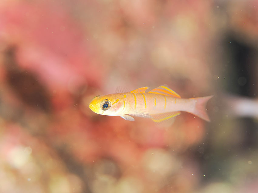 佐渡島を代表するマクロな生物・チャガラ