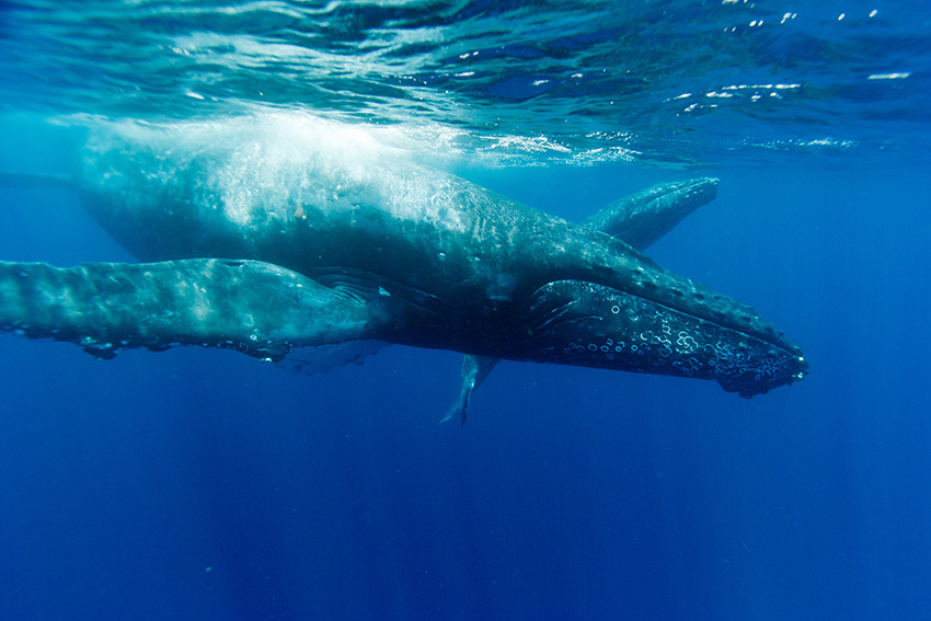 ザトウクジラの親子連れ