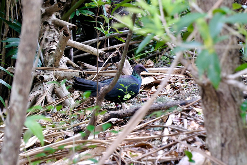 小笠原の固有亜種、アカガシラカラスバト