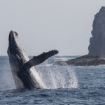 ブリーチングを披露するザトウクジラ